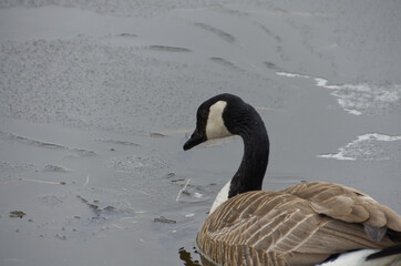 Canada Goose in the Water