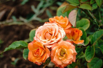 Yellow-red rose on a green blurred background.