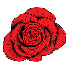 red rose illustration