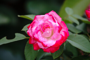 Beautiful red garden rose flower on a green blurred background
