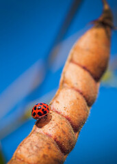 ladybug on the pod