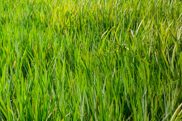 Morning fog lawn green natural background texture.