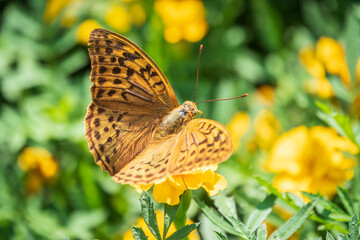 The dark green fritillary butterfly collects nectar on flower. Speyeria aglaja is a species of butterfly in the family Nymphalidae.