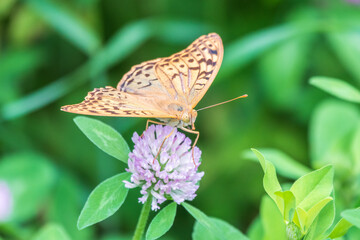 The dark green fritillary butterfly collects nectar on flower. Speyeria aglaja is a species of butterfly in the family Nymphalidae.