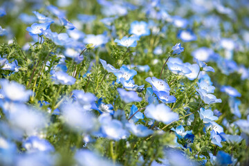 Nemophila