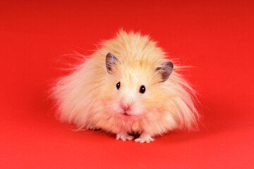 fluffy angora hamster on a red background