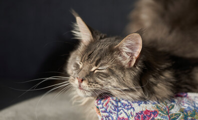 cute domestic cat sit on a pillow