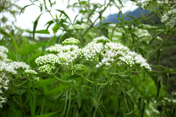 Beautiful blooming flowers and leaves. White flower with green leaves and twigs. Flowers on a green background