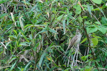 oriental reed warbler in the bush