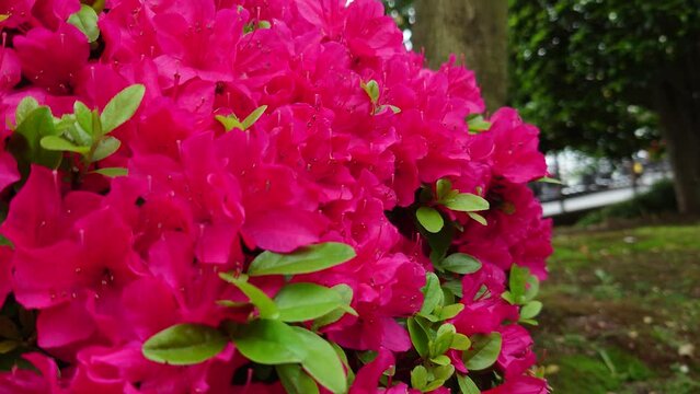 キリシマツツジ（霧島躑躅）が、満開です。綺麗に咲きました。紅紫色が、綺麗に映える春の陽気です。Rhododendron obtusum【撮影日時】2022-04-26 16:37