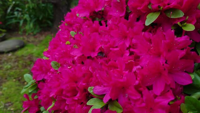 キリシマツツジ（霧島躑躅）が、満開です。綺麗に咲きました。紅紫色が、綺麗に映える春の陽気です。Rhododendron obtusum【撮影日時】2022-04-26 16:37