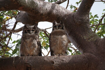 少しお眠のクロワシミミズク のペア