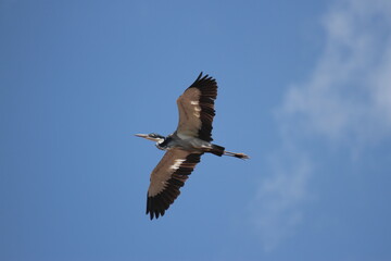 アフリカケニアのズグロアオサギ
