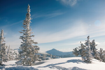 Sunset on mountain ranges overgrown with coniferous forest, evening light