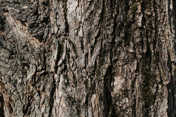 .Old tree bark.