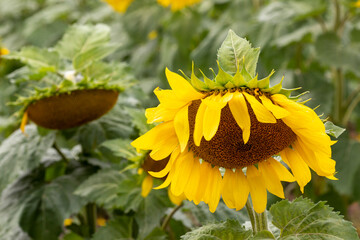 Droopy sunflower in a mature field with other wilting sunflower heads