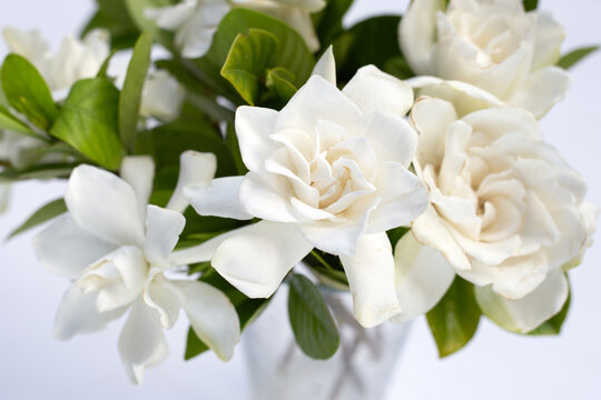 Cape Jasmine Or Garden Gardenia, Gerdenia Flower