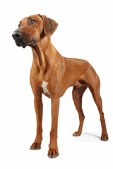 Rhodesian Ridgeback isolated on white , African lion dog 