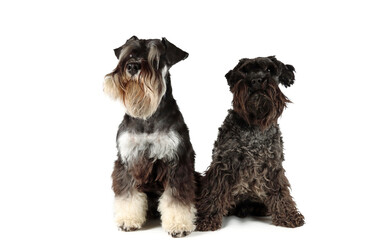 black schnauzer with black and silver miniature schnauzer isolated on white background 