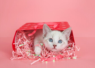 Siamese mix kitten wearing a pink collar peeking out of a red and pink gift bag with pink confetti ribbons on a pink background.