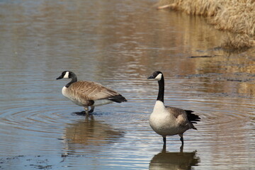 Geese On The Lake