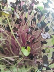 beautiful little sprouts of microgreens in a sprouter