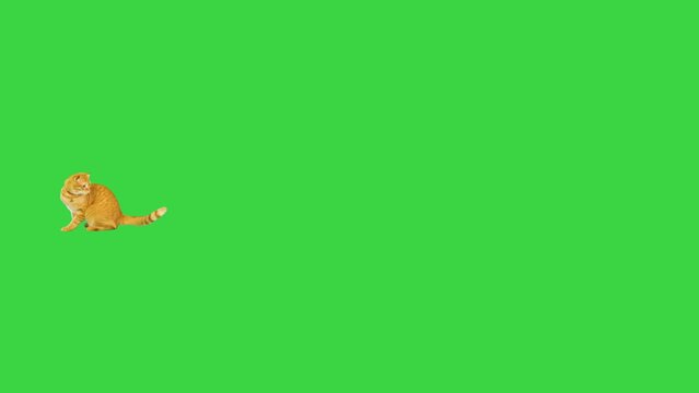 Orange tabby cat running by after something on a Green Screen, Chroma Key.