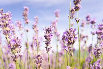 Obraz premium Blooming lavender in the field. Summer and sky. Bright sun and aromas of the meadow. Front view.