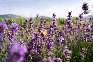 Flowering lavender in a field and a butterfly on a flower. Summer and the scents of a flowering meadow. Front view.