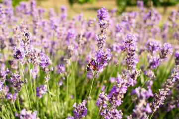 Flowering lavender in a field and a butterfly on a flower. Summer and the scents of a flowering meadow. Front view.