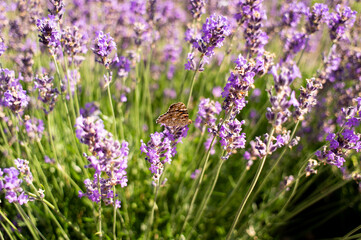 Flowering lavender in a field and a butterfly on a flower. Summer and the scents of a flowering meadow. Front view.