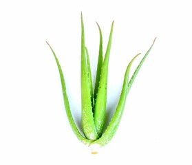 aloe vera medicinal plant skin care white background