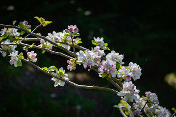 flores silvestres del campo en primavera