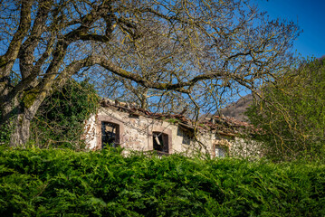 campo verde en la naturaleza primaveral
