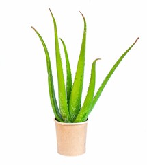 green aloe vera in a paper cup on a white background