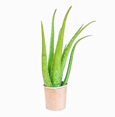 Green aloe vera medicinal plant skin care in a white background paper cup