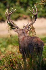 Red Deer stag in a wooded bracken area during the annual rut in the London