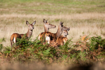 Red Deer hind, or ewe, walking in the long grass in London