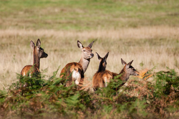Red Deer hind, or ewe, walking in the long grass in London