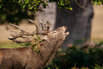 Red Deer stag in a wooded bracken area during the annual rut in the London