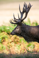 Red Deer stag in a wooded bracken area during the annual rut in the London