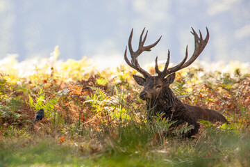 Red Deer stag in a wooded bracken area during the annual rut in the London