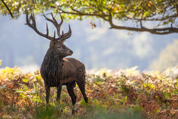 Red Deer stag in a wooded bracken area during the annual rut in the London