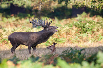 Red Deer stag in a wooded bracken area during the annual rut in the London