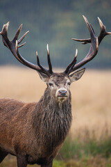 Red Deer in the rain during the annual rut in the United Kingdom