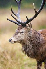 Red Deer in the rain during the annual rut in the United Kingdom