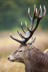 Red Deer in the rain during the annual rut in the United Kingdom