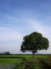 lonely tree in the paddy field