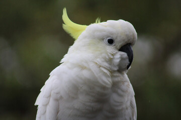 Cockatoo