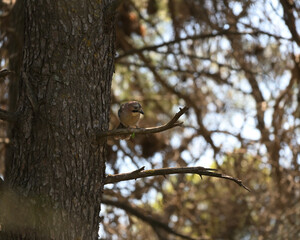 A Eurasian jay bird perched on a tree.